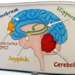 Understanding Your Child’s Hijacked Brain