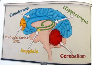 picture of brain highlighting the amygdala